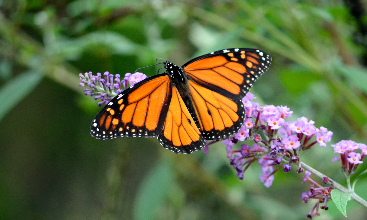 Monarch Butterfly Perched on Purple Flowers